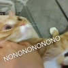 萌宠 猫星人 nonono 拒绝 呆萌 可爱