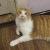 猫咪 一块钱 无动于衷 可爱 呆萌 搞笑