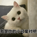 猫 小可爱