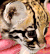 宝贝 babou