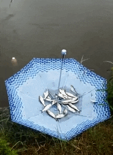 雨伞 鱼儿 跳跃