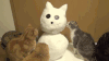雪人 萌宠 猫 好奇