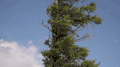 初春 微风 树木 纪录片 美丽的贝加尔湖 蓝天 风景