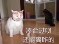 猫咪 地板 坐着 凑合过呗还能离咋的