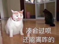 猫咪 地板 坐着 凑合过呗还能离咋的