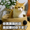 萌宠 喵星人 警告 别黑我 小心点 后果很严重