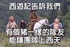 师徒 西游记告诉我们 有个猪一样的队友 能让团队上西天