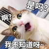 萌宠 猫星人 是吗 我不知道啊 搞怪 逗