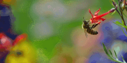 地球脉动 纪录片 美 蜜蜂 采花蜜