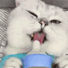 萌宠 猫星人 喝奶 呆萌 可爱