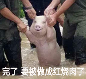 猪猪 完了要被做成红烧肉了 斗图 搞笑 可爱 雨水