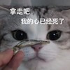萌宠 猫星人 拿走吧 我的心已经死了 呆萌 可爱