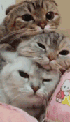 猫咪 可爱 喵星人