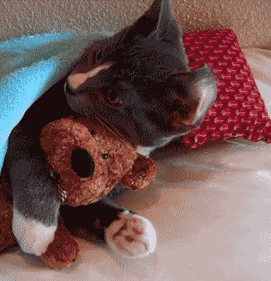 猫咪 玩具熊 搞笑 睡觉