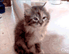 喵星人 困 小奶猫 可爱