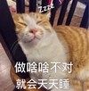 萌宠 猫星人 做啥啥不对 就会天天睡 搞怪 逗