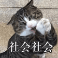 猫 社会 搞怪