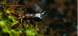 尼罗河-终极之河 昆虫 甲虫 纪录片 蚂蚁