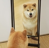 狗狗 照镜子 自恋 可爱
