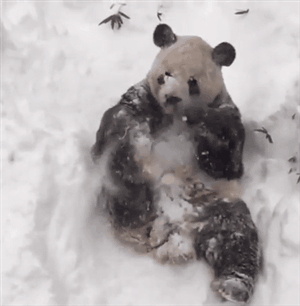 可爱的 熊猫 玩雪 萌