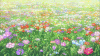 唯美意境 风景 花朵 草地