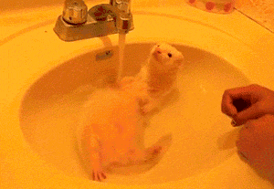 猫咪 洗澡 水池 凉爽