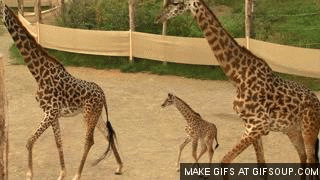 长颈鹿 树林 跑 宝宝 温馨 活泼 亲子 可爱 giraffe