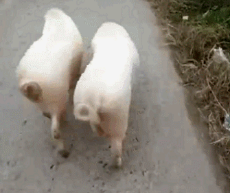 猪 扭屁股 走路