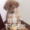萌宠 汪星人 我错了 下次还敢 搞怪 逗