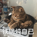 萌宠 猫咪 猫 铁锅炖自己 搞怪