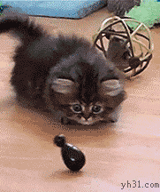 猫咪 玩具   搞笑  可笑