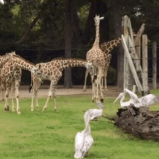 长颈鹿 动物园 低头 打招呼 giraffe