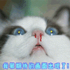 猫 期待 画面 出现 可爱 呆萌