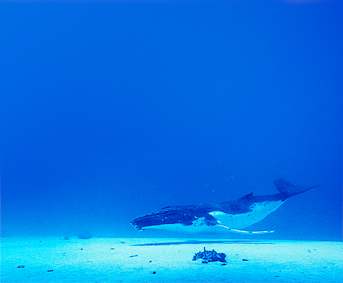 大海 鲸鱼 蓝色 哺乳