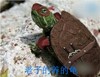 乌龟 忍者神龟 搞笑 武器 老子养的龟