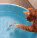 猫咪 鱼 游泳 水盆