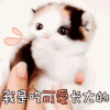 动态表情包 喵星人 可爱 文字 搞笑
