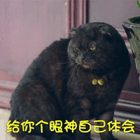 给你个眼神自己体会 猫 生气