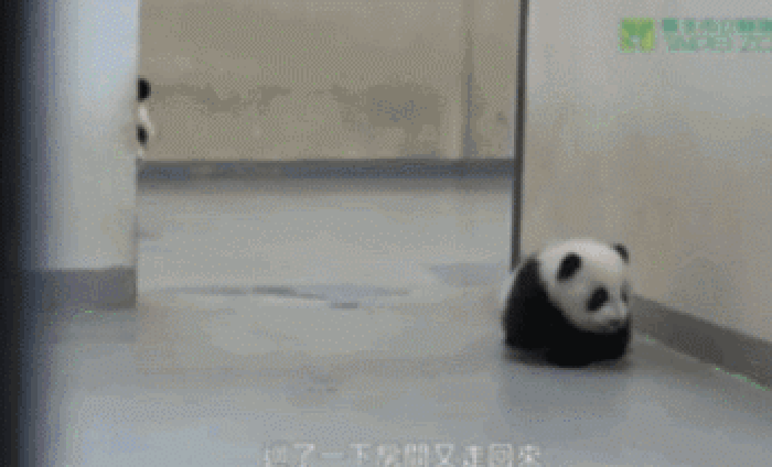 熊猫 可爱 宝宝 叼走