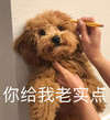 萌宠 汪星人 你给我老实点 威胁 呆萌 可爱