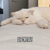 萌宠 喵星人 趴一会儿 好累啊 憨憨 可爱