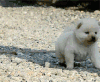 柴犬 眯眼 懵 萌 Shiba Inu