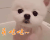 博美犬