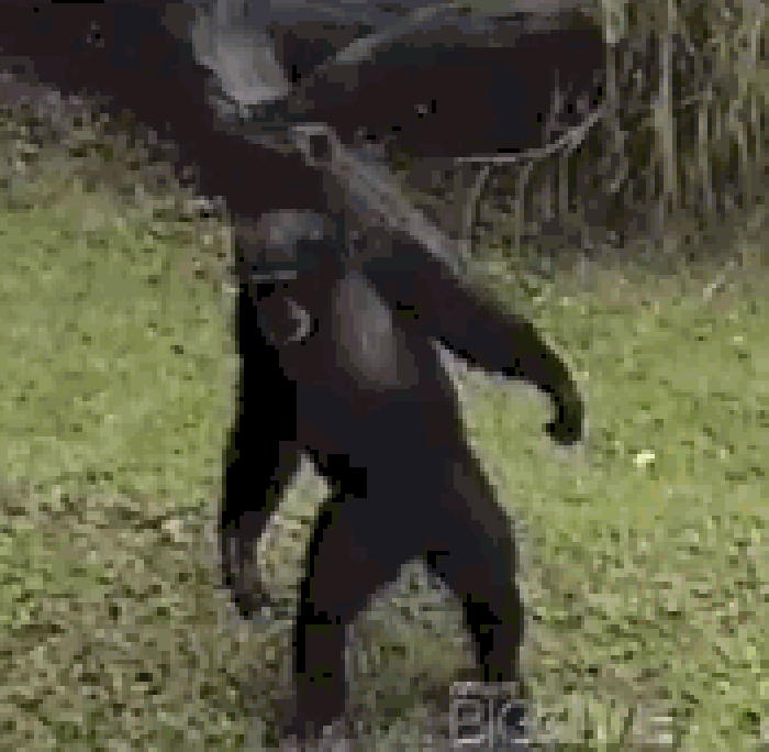 可爱 卖萌 玩耍 黑猩猩