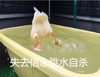 萌宠 鸭子 失去信念 跳水自杀 可爱 搞怪