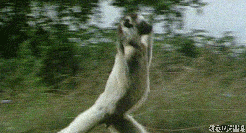 猴子 跳跃 草原 狐猴