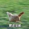 萌宠 野鸡 肥还没减 无奈 呆萌 搞怪