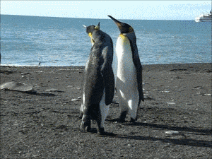 搞笑 动物 企鹅