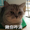 喵星人 猫主子 瞅你咋滴 猫咪