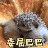 萌宠 刺猬 委屈巴巴 伤心 soogif soogif出品